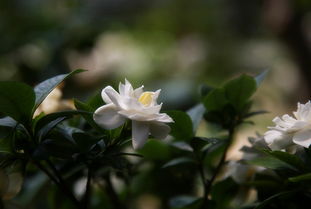 栀子花的黄叶之谜