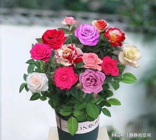 月季树的养护之道：花朵朵朵不倒伏， 繁盛开花秘诀大公开