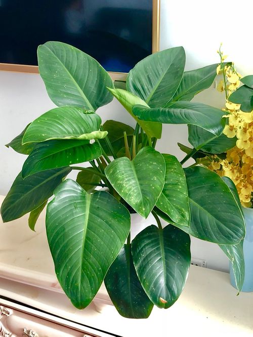 花卉养殖初探：毛叶花卉的神秘面纱