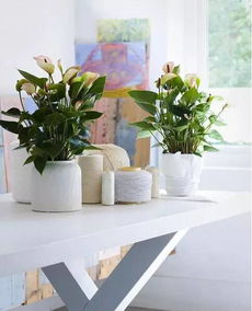 养花：精神上的投资