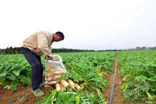球类苗木市场的火热选择：哪种品质优良、供不应求？