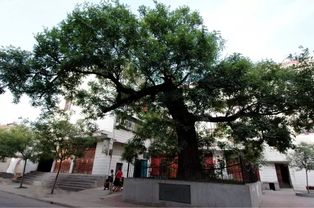 榆树休眠大揭秘：2023年3月15日榆树何时开始休眠？