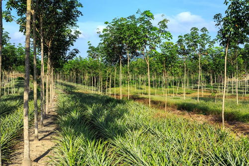 畅销苗木大盘点