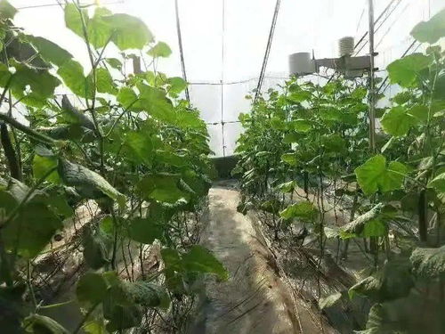 科学施肥，合理灌溉