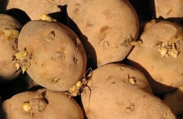 土豆变绿了还Neng吃吗？