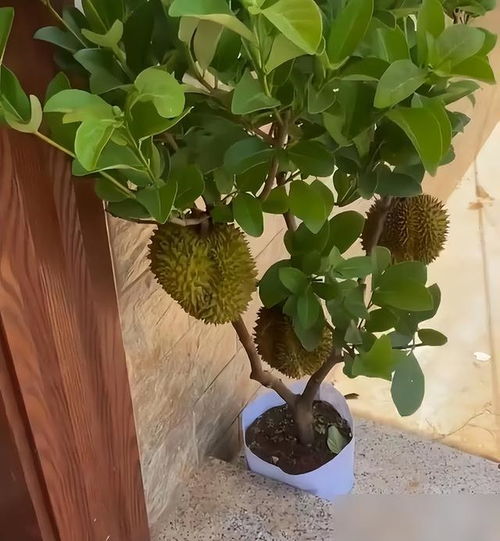 榴莲核别丢！在家种榴莲盆栽