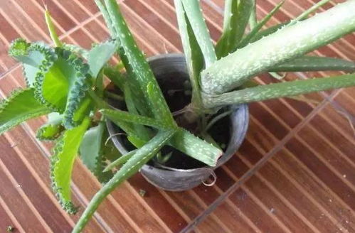 如何正确养护芦荟盆栽，避免病虫害