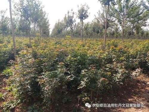 播种技术与管理要点大揭秘