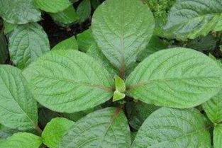 车钱草春秋两季种植可行吗？