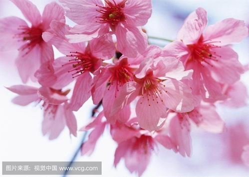 桃花图片大全，高清美图