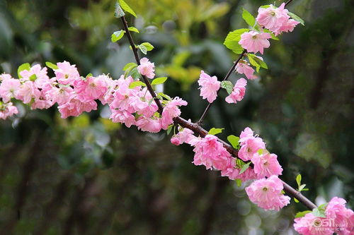 重瓣榆叶梅的美丽之谜