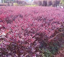 长沙苗木基地， 风景树苗批发