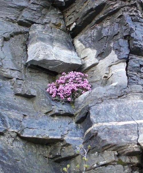 悬崖上的花朵，大自然的绝妙画卷