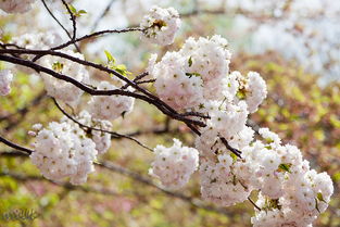 玉渊潭公园樱花节最佳赏花时间是什么时候