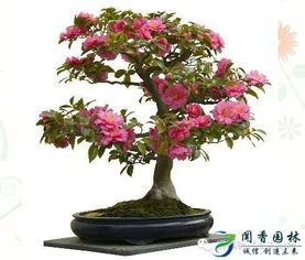 水浇多了会出啥问题？