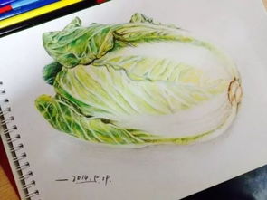 北方地区适宜种植耐寒蔬果，如大白菜、萝卜、土豆等