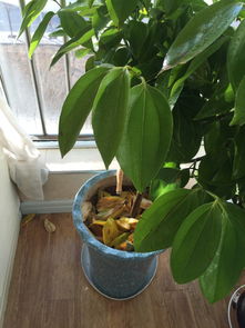 为什么花叶子会发黄呢？