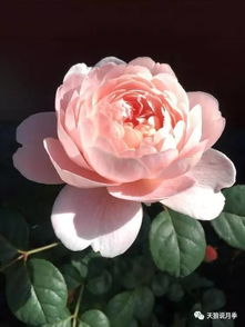 花朵品种大揭秘