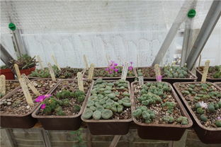 肉锥养殖指南：如何有效退多头？