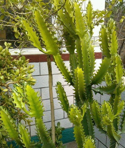 门前种花种草，风水讲究大揭秘！