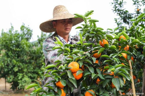 鸡粪还是羊粪？肥料的选择有讲究