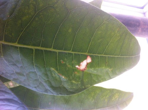 一、叶子卷卷的，是浇水不够吗？