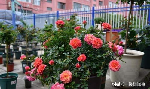 月季花的养护技巧：一年嫩开几次花？