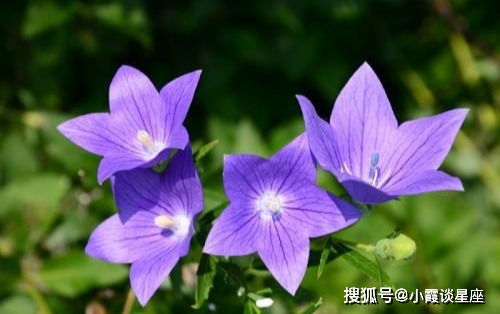 桔梗花纯洁美丽的心灵密码究竟隐藏着怎样的情感奥秘