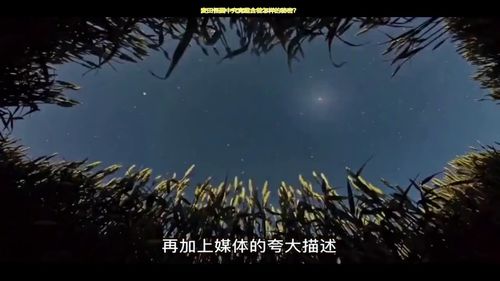 橡树的花语究竟蕴含着怎样的文化传承奥秘