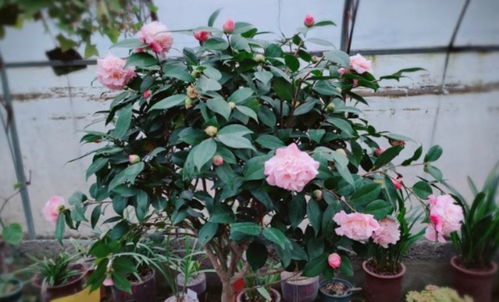 秋天来临，花苞冒尖，准备开花啦！