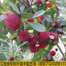 第二步：修剪技巧