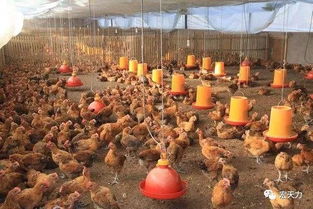 红糖在蛋鸡养殖中的应用，创新畜牧养殖营养补给