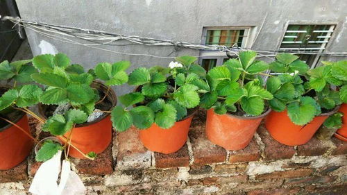 草莓种植技巧揭秘，如何轻松收获美味果实