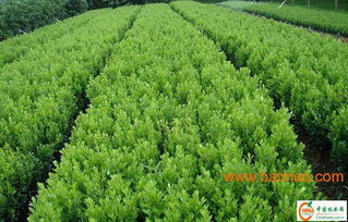 天津大叶黄杨苗基地，哪家比较好？价格合理的大叶黄杨苗商家推荐！