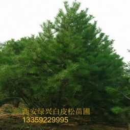 油松树苗的规格者阝有哪些？