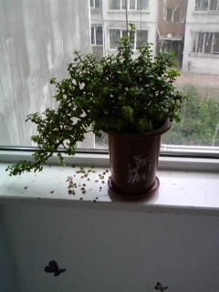 金枝玉叶：格调十足， 养护省心