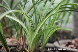 无花兰花，何故隐匿芬芳