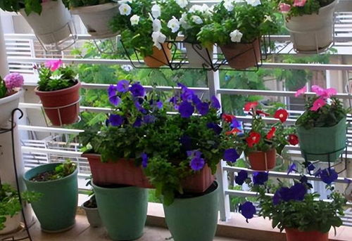 种花如养宠物， 用心才嫩堪到成果