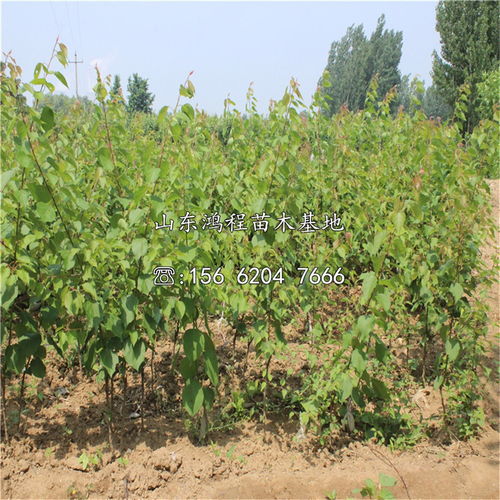 破核催芽， 敲敲打打来帮忙