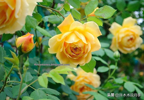 月季为什么会长得瘦弱和徒长？