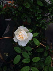 克莱尔奥斯汀月季，是啥样的花呢？