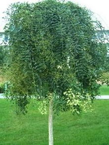 龙爪槐垂枝形成原因探秘