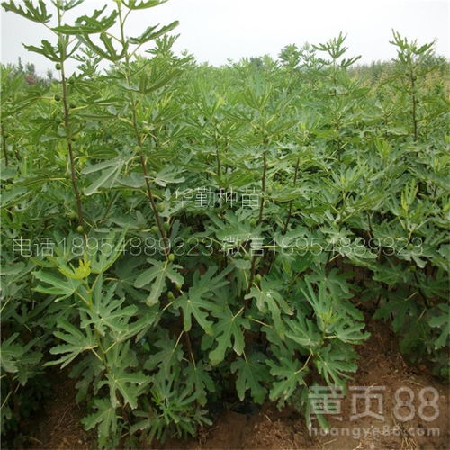 适应沙土地的“坚强战士”：芨芨草