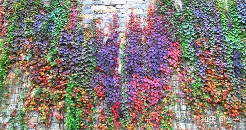 爬山虎的花季之谜