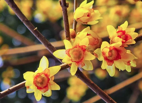 蜡梅和腊梅，哪个才是真正的腊梅？