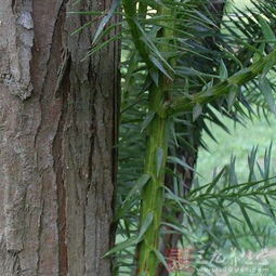 修剪与施肥：树木的“美容师”