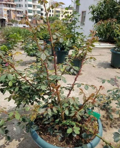 强笋的处理方法