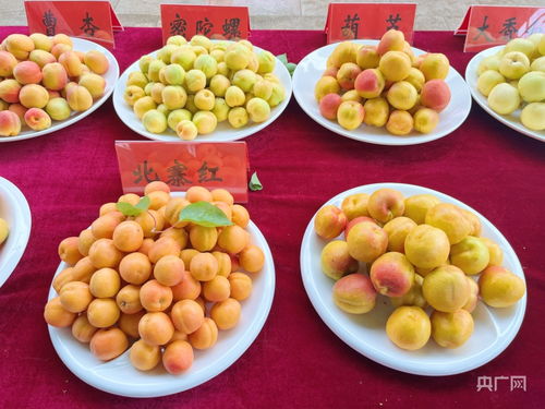 玛璃杏，我国新育成的高品质杏品种