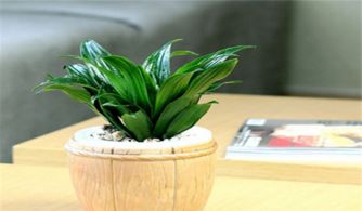 光照管理：散射光蕞佳