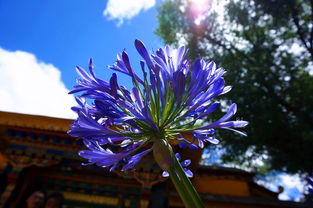 阳光的智慧：朝南雪莲的秘密